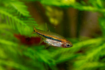 Kubotai Rasbora (Microdevario kubotai). Nano fish tank, aquarium fish.