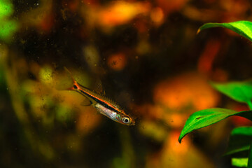 Kubotai Rasbora (Microdevario kubotai). Nano fish tank, aquarium fish.