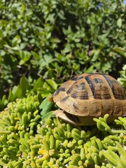 turtle in the garden