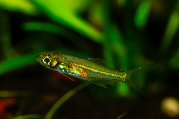 Kubotai Rasbora (Microdevario kubotai). Nano fish tank, aquarium fish.