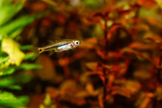 Least Rasbora (Boraras urophthalmoides) from Southeast Asia, nano fish tank, aquarium fish.