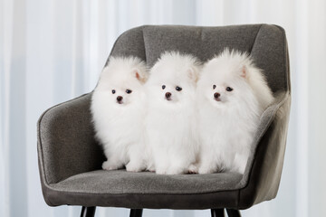 three white pomeranian spitz puppies posing indoors on a chair together