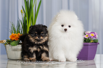 two pomeranian spitz puppies posing together indoors with blooming flowers