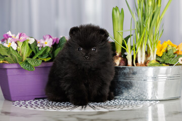 cute black teacup pomeranian spitz puppy portrait indoors with blooming spring flowers in pots
