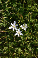 Tres flores blancas sobre fondo verde
