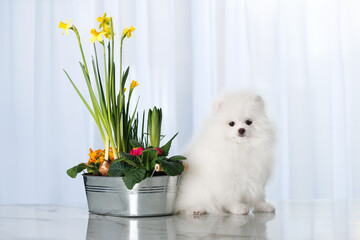 pomeranian spitz puppy sitting indoors with a pot of blooming daffodills - obrazy, fototapety, plakaty