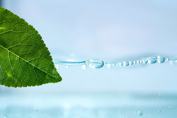 Green leaf on the surface of clear water with a wave. Hydration Concept of natural cosmetics for...