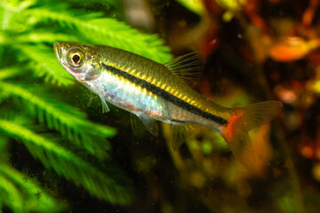 Fototapeta premium Blackline rasbora, Red-tailed rasbora, Borapet rasbora