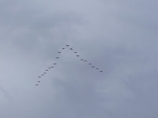 Un vol d'oiseau en forme de triangle  dans le ciel