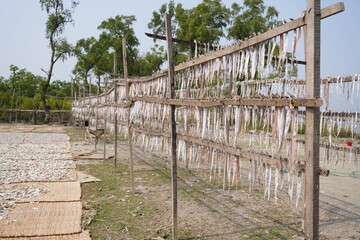 Sea fished are drying for business purposes. 