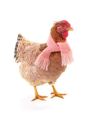 Chicken in a scarf.