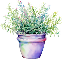 Rosemary herb plant watercolor illustration isolated on white transparent background.