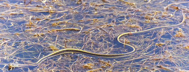 Diablo Range or Coast Garter Snake Adult Swimming in a Pond. Pleasanton Ridge Regional Park, Alameda County, California.
