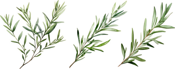 Rosemary herb plant watercolor illustration isolated on white transparent background.