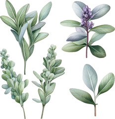 Set of watercolor Common sage Plant. Floral design elements for wedding invitations, greeting cards.