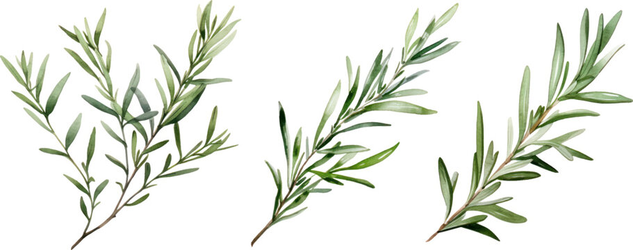 Rosemary herb plant watercolor illustration isolated on white transparent background.