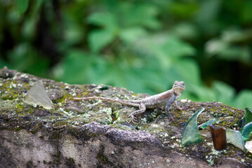 Lizard on a wall in Cameroon