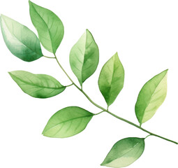 Naklejka premium Set of watercolor green leaves elements. Collection botanical decoration suitable for Wedding Invitation, Greeting card.