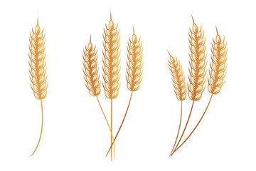 Set of bouquets of spikelets of wheat, rye, barley, golden design. Decor elements, icons, vector