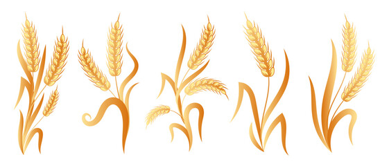 Fototapeta premium Set of bouquets of spikelets of wheat, rye, barley, golden design. Decor elements, icons, vector