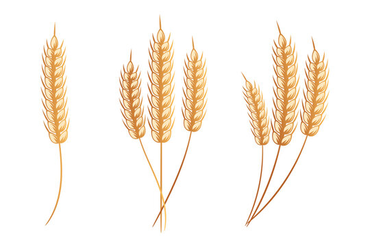 Set of bouquets of spikelets of wheat, rye, barley, golden design. Decor elements, icons, vector
