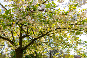 Beautiful flowering trees shrubs and bushes in spring Netherlands.