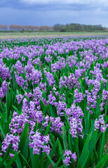 hyacinth blue lilac violet field Holland Netherlands flower meadow ground