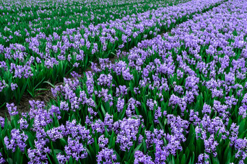 Obraz premium hyacinth blue lilac violet field Holland Netherlands flower meadow ground