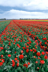 Red Tulip field Netherlands Holland meadow scenery flower