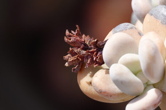 Succulent peacefully enjoying a hot Sicilian summer