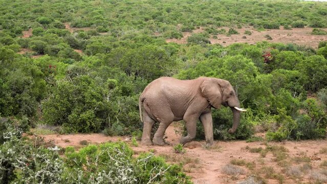 An elephant walking in a savanna with lush green vegetation. The elephant is large and grey, with long tusks and big ears. The contrast between the animal and the environment creates a serene