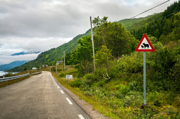 Narrow road in nature on the coast of a fjord in Norway, Scandinavia. Road sign warning about sheep on the road.