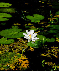 Lake flower