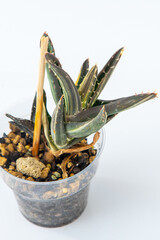 Agave Aloe striped plant succulent. Little green flower on white background