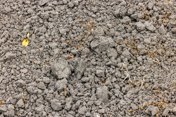 Dry chunks of earth in the soil of an agricultural field