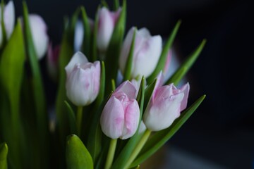 Beautiful, fresh, white-pink tulips in a vase. Photo with shallow depth of field for blurred background.