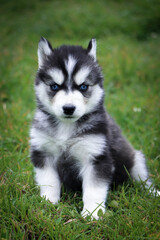 siberian husky puppy © Jeynes