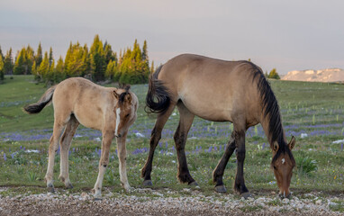 Wild Horse Mare and Foal in Summer in the Pryor Mountains Montana