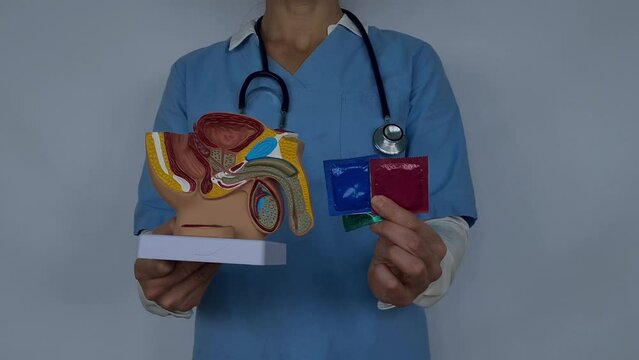 A medical practitioner is showcasing three different types of condoms in front of a 3D printed model of the male urinary system