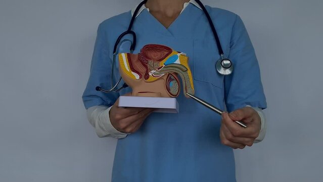 A doctor in a blue uniform holds a male urinary system model, pointing with a pen. Isolated on white background