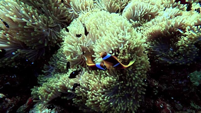 Egypt Red Sea - BDE - Clownfish defending the anemone in a tropical sea