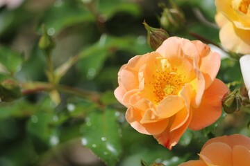 Rosier orange