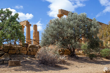 Ruinas de Akragas, Agrigento, Sicilia, Templo de Juno con vegetación mediterranea - obrazy, fototapety, plakaty