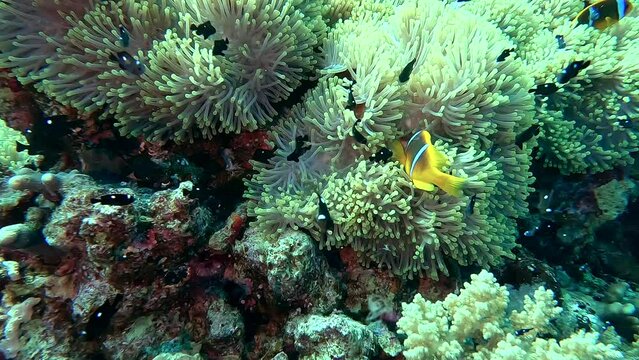 Egypt Red Sea - BDE - Clownfish swimming in an anemone in a tropical sea