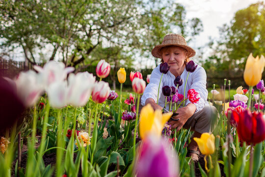 Happy senior gardener picking tulips flowers in spring garden. Retired woman hugging blooms holding pruner. Gardening