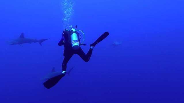 Egypt Red Sea - BDE - Diver taking pictures underwater of hammerhead sharks in deep water