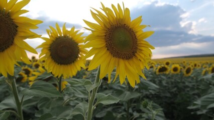 Sunflowers sway in the breeze against the blue sky.