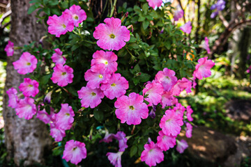 Fototapeta premium flowers in the garden