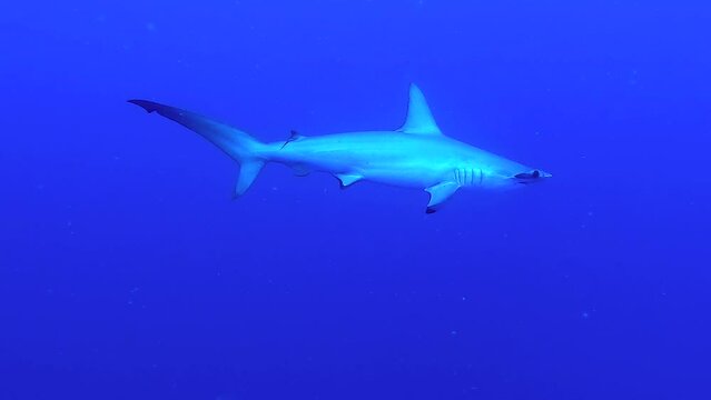 Hammerhead shark swimming in the deep blue - Egypt Red Sea - BDE
