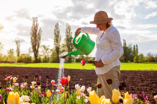 Senior gardener watering tulips flowers in spring garden. Retired woman takes care of blooms on flower bed. Gardening